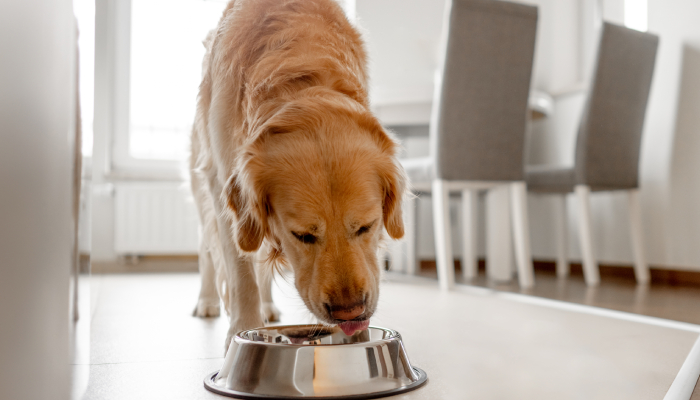 Croquette pour chien
