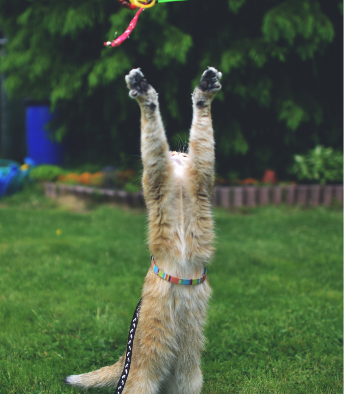 Le Bocal à Manu Le Bocal à Manu